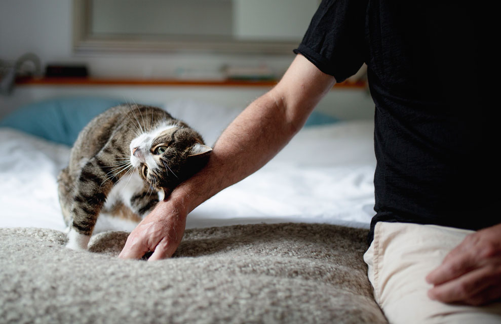 چگونه از گربه خود در خانه مراقبت و نگهداری کنیم 