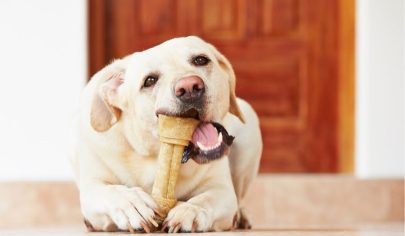 خوردن و جویدن استخوان به تامین کلسیم سگ کمک می کند و همچنین باعث حفظ استحکام استخوان و تمیزی دندان حیوان می شود.