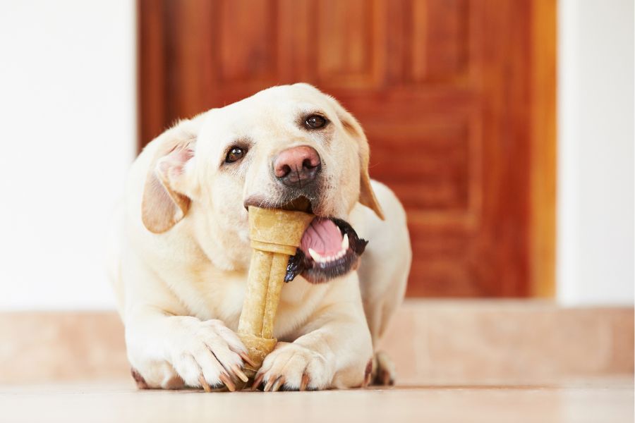 خوردن و جویدن استخوان به تامین کلسیم سگ کمک می کند و همچنین باعث حفظ استحکام استخوان و تمیزی دندان حیوان می شود. 