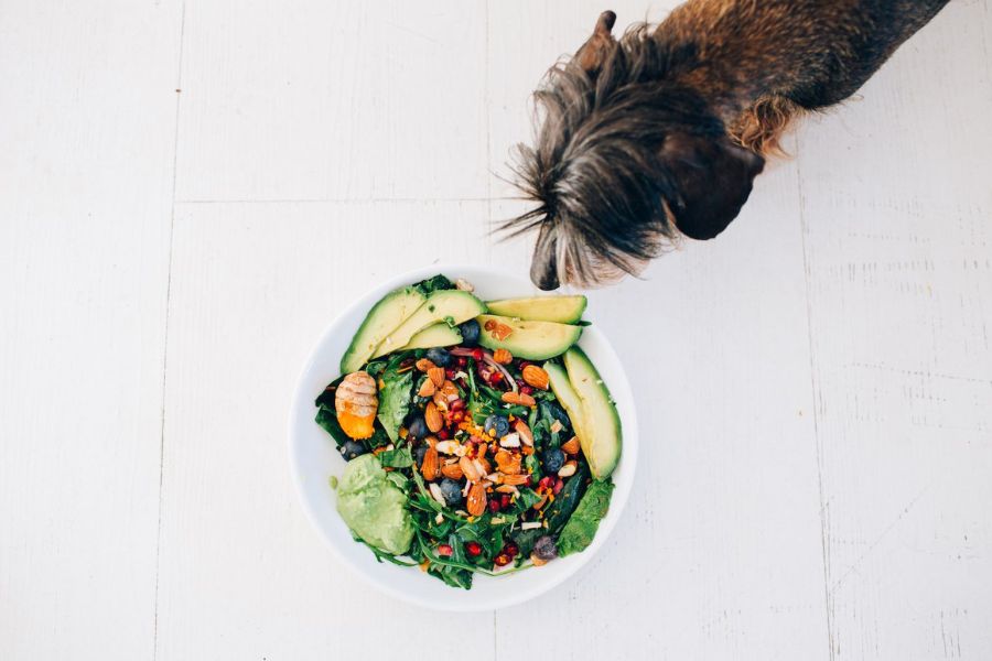 تغذیه حاوی سبزیجات مفید برای سگ ها