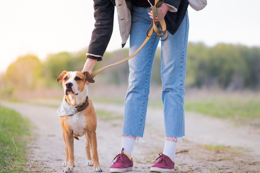 کلسیم برای سلامت استخوان سگ و بهبود فعالیت های بدنی 
