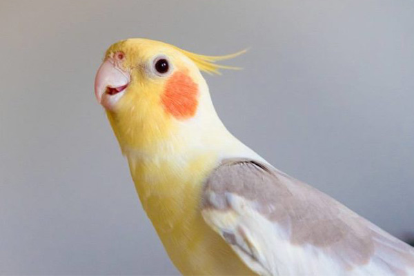 عکس عروس هلندی دارچینی