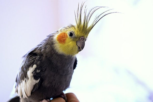 عکس عروس هلندی صورت زرد