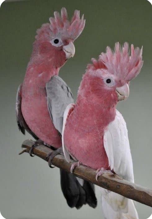 عکس عروس هلندی صورتی پت شاپ آنلاین سالین پت (36)