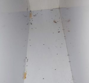 خمیر سوسک کش کافی تجربه خرید کاربران از دیجی کالا 1